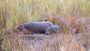 World Hippopotamus Day Nako Safari Lodge Dinokeng Game Reserve Pride Of Africa Nature Reserve